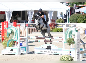 Oldenburg, Castrone, 12 Anni, 175 cm, Grigio