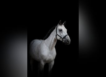 Oldenburg, Castrone, 12 Anni, 175 cm, Grigio