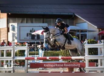 Oldenburg, Castrone, 12 Anni, 175 cm, Grigio