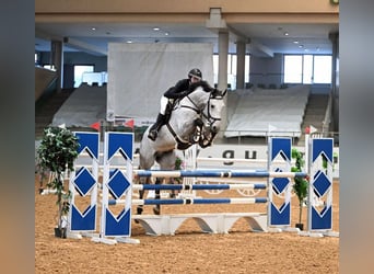 Oldenburg, Castrone, 12 Anni, 175 cm, Grigio