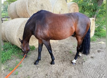 Oldenburg, Castrone, 12 Anni, 183 cm, Baio