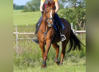 Oldenburg, Castrone, 13 Anni, 170 cm, Sauro