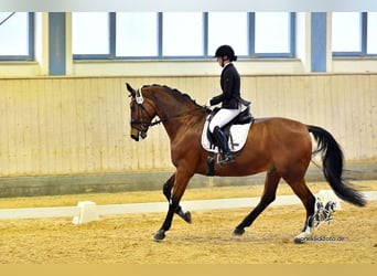 Oldenburg, Castrone, 13 Anni, 178 cm, Baio