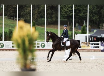 Oldenburg, Castrone, 13 Anni, 193 cm, Morello