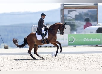 Oldenburg, Castrone, 14 Anni, 171 cm, Baio ciliegia