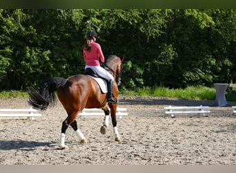 Oldenburg, Castrone, 14 Anni, 172 cm, Baio