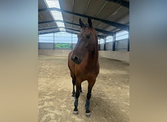 Oldenburg, Castrone, 14 Anni, 173 cm, Baio scuro