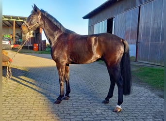 Oldenburg, Castrone, 14 Anni, 174 cm, Baio nero