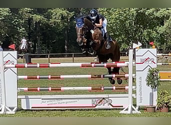 Oldenburg, Castrone, 14 Anni, 176 cm, Baio