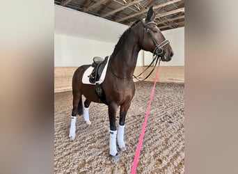 Oldenburg, Castrone, 15 Anni, 174 cm, Baio