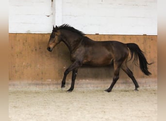 Oldenburg, Castrone, 16 Anni, 166 cm, Baio