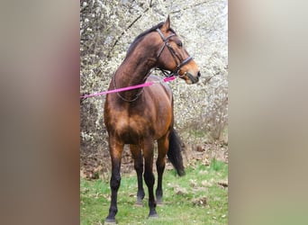 Oldenburg, Castrone, 16 Anni, 166 cm, Baio