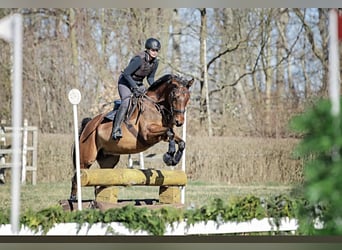Oldenburg, Castrone, 16 Anni, 170 cm, Baio