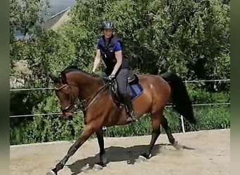 Oldenburg, Castrone, 16 Anni, 170 cm, Baio