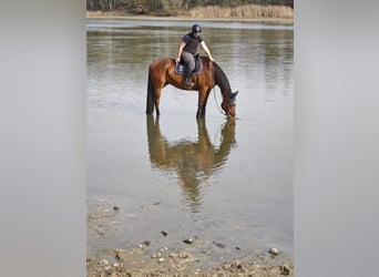 Oldenburg, Castrone, 16 Anni, 170 cm, Baio