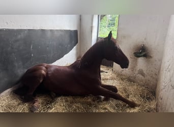 Oldenburg Mix, Castrone, 16 Anni, 174 cm