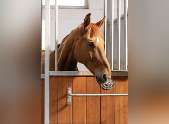 Oldenburg, Castrone, 16 Anni, 176 cm, Sauro
