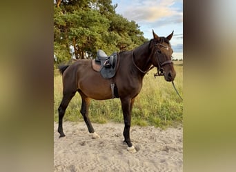 Oldenburg, Castrone, 16 Anni, 183 cm, Baio