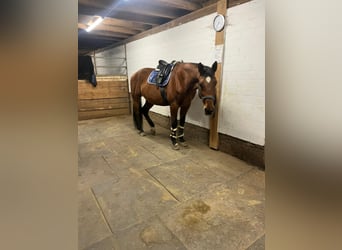 Oldenburg, Castrone, 17 Anni, 174 cm, Baio