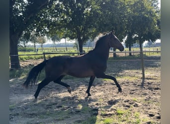 Oldenburg, Castrone, 2 Anni, 158 cm, Baio scuro