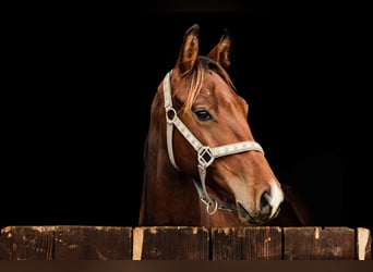 Oldenburg, Castrone, 2 Anni, 160 cm, Baio ciliegia