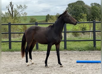 Oldenburg, Castrone, 2 Anni, 164 cm, Baio scuro