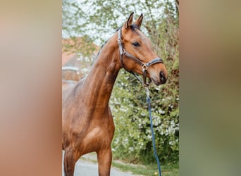 Oldenburg, Castrone, 2 Anni, 165 cm, Baio