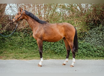 Oldenburg, Castrone, 2 Anni, 165 cm, Baio