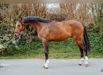 Oldenburg, Castrone, 2 Anni, 165 cm, Baio