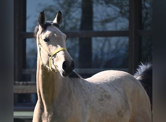 Oldenburg, Castrone, 2 Anni, 167 cm, Pelle di daino