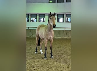 Oldenburg, Castrone, 2 Anni, 167 cm, Pelle di daino