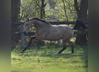 Oldenburg, Castrone, 2 Anni, 167 cm, Pelle di daino