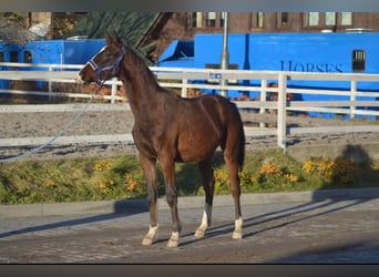 Oldenburg, Castrone, 2 Anni, 168 cm, Baio ciliegia