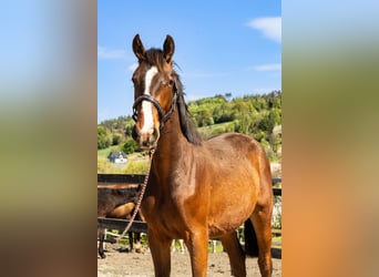Oldenburg, Castrone, 2 Anni, 168 cm, Baio ciliegia