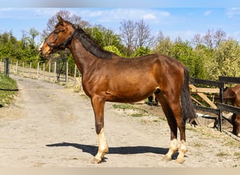 Oldenburg, Castrone, 2 Anni, 168 cm, Baio ciliegia