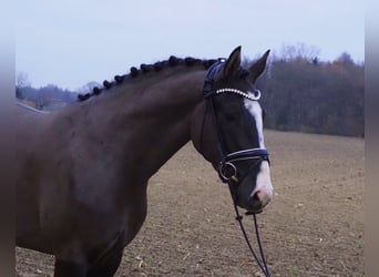 Oldenburg, Castrone, 2 Anni, 168 cm, Baio nero