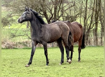 Oldenburg, Castrone, 2 Anni, 168 cm, Grigio