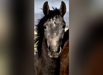 Oldenburg, Castrone, 2 Anni, 168 cm, Grigio