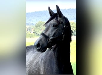 Oldenburg, Castrone, 2 Anni, 168 cm, Grigio