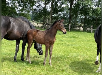 Oldenburg, Castrone, 2 Anni, 170 cm, Baio