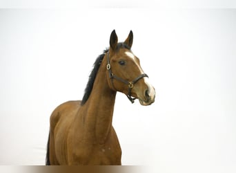 Oldenburg, Castrone, 2 Anni, 171 cm, Baio