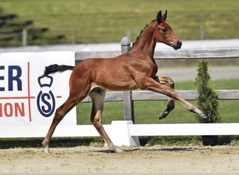 Oldenburg, Castrone, 2 Anni, 172 cm, Baio scuro