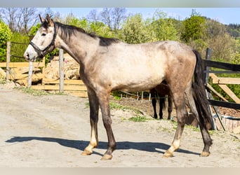 Oldenburg, Castrone, 2 Anni, 173 cm, Grigio