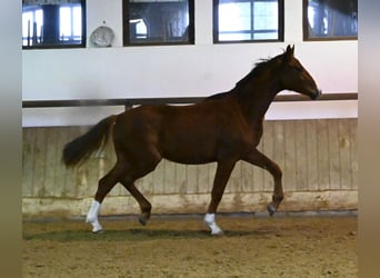 Oldenburg, Castrone, 2 Anni, 175 cm, Sauro