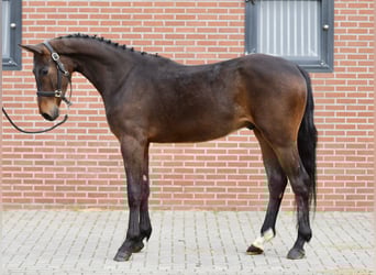 Oldenburg, Castrone, 3 Anni, 160 cm, Baio scuro