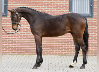 Oldenburg, Castrone, 3 Anni, 160 cm, Baio scuro