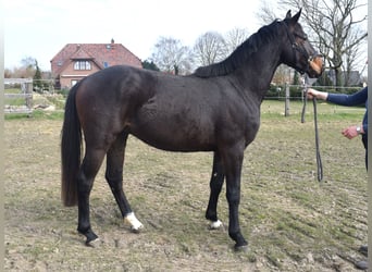 Oldenburg, Castrone, 3 Anni, 160 cm, Baio scuro