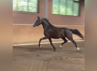 Oldenburg, Castrone, 3 Anni, 160 cm, Morello