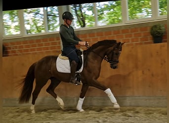 Oldenburg, Castrone, 3 Anni, 160 cm, Sauro