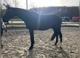 Oldenburg, Castrone, 3 Anni, 162 cm, Morello